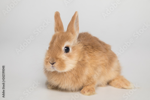 Easter bunny rabbit © Smart Future