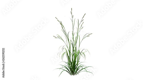 Wallpaper Mural 3d rendering of a growing realistic plant isolated on white Torontodigital.ca