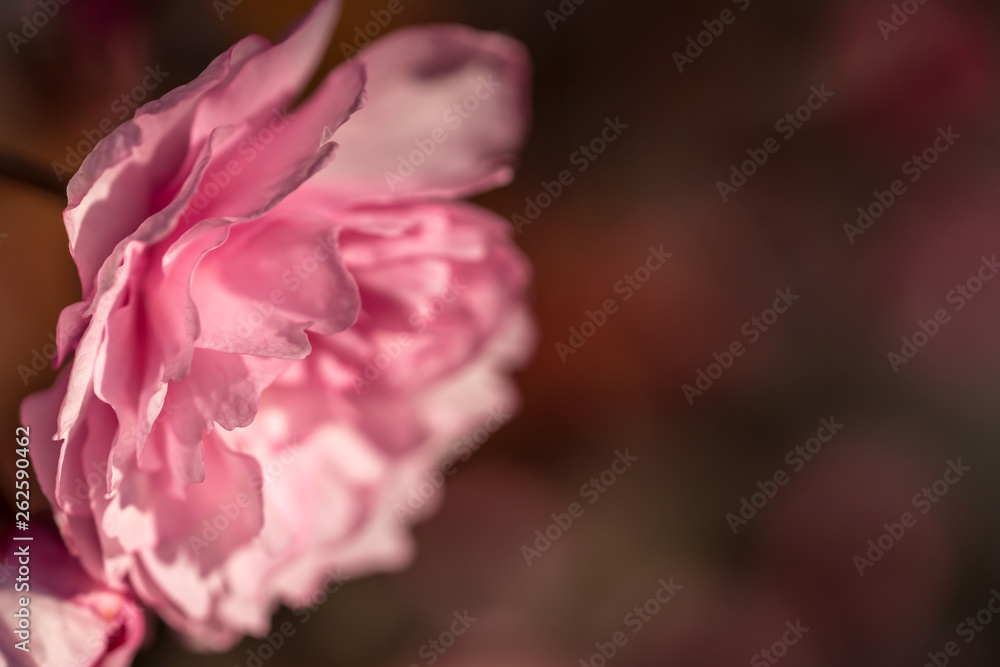 Punk cherry tree blossom in spring Punk cherry tree blossom in spring