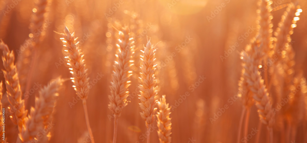 Barley field background in sunlight. Horizontal image. Agriculture, agronomy, industry concept.