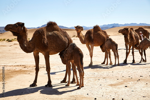 baby camels in the desert suckling