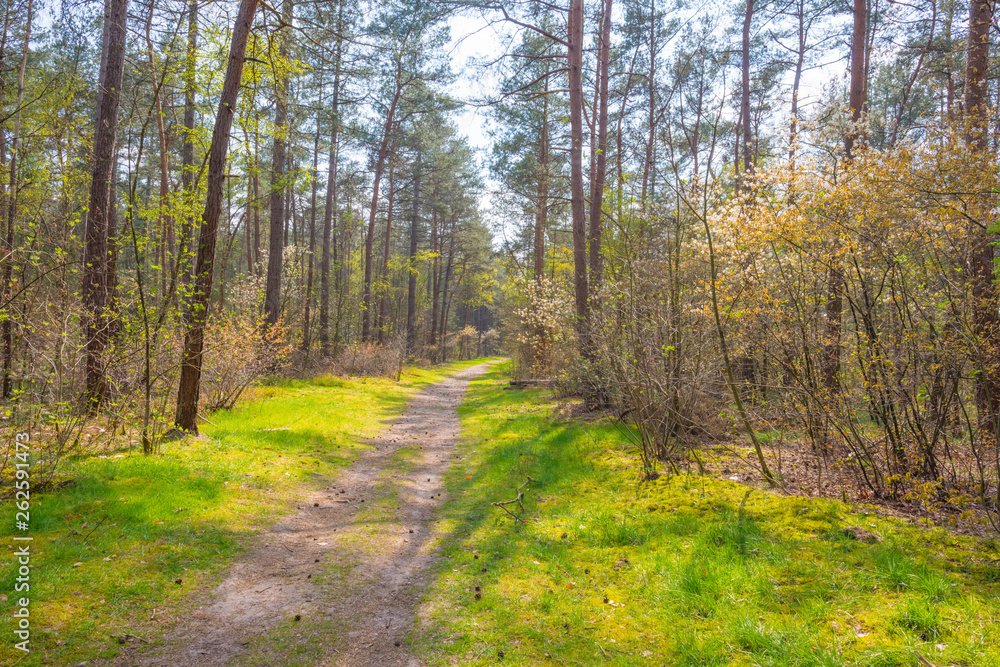 Obraz premium Clearing in a forest below a blue cloudy sky in sunlight in spring
