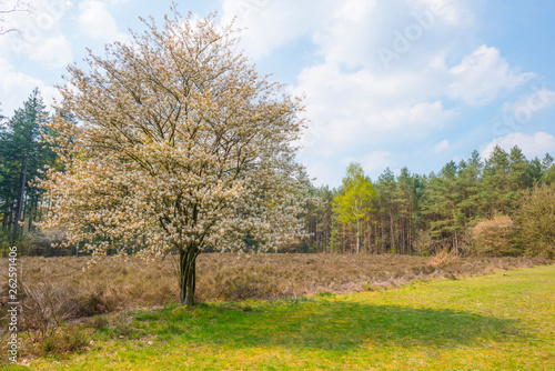 Clearing in a forest below a blue cloudy sky in sunlight in spring