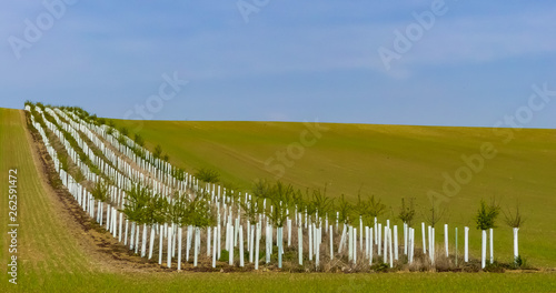 Newly planted hedgerow of native saplings, dividing arable fields. Lines of trees with white protectors from foreground up to distant rolling hilltop skyline. Blue skies and sunshine.