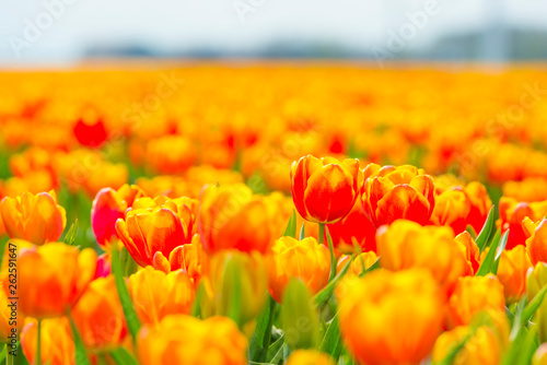 Field with flowers below a blue sky in sunlight in spring