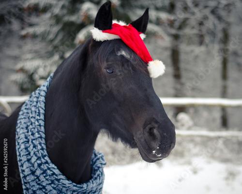 christmas horse with red cap and scarf in the winter