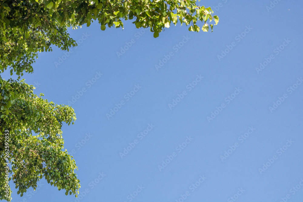blue sky with white clouds and green trees