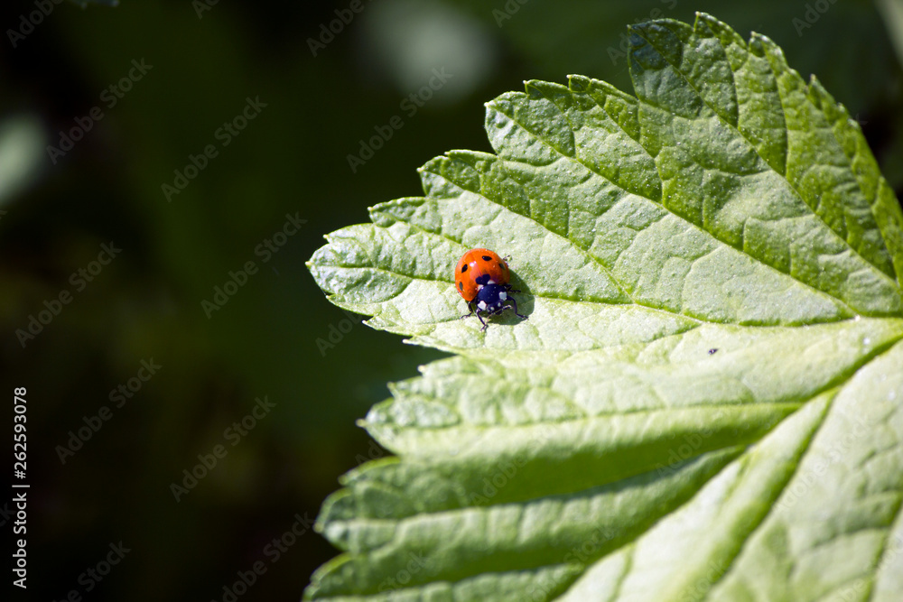 Fototapeta premium ladybird on leaf