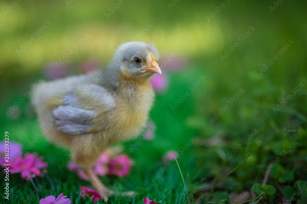 Lavender Orpington Chick Lavender Orpington Chick