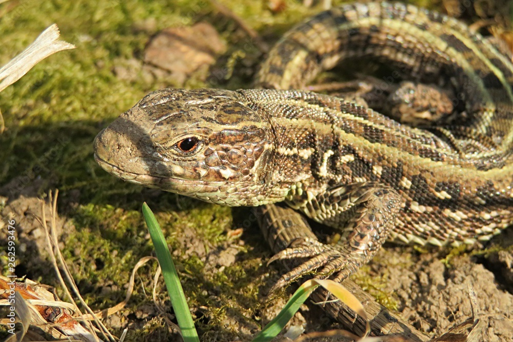 Brown european lizard on ground in the garden, closeup Brown european lizard on ground in the garden, closeup