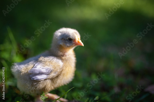 Lavender Orpington chick