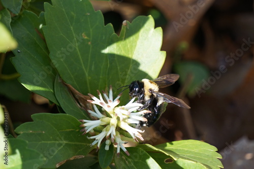 Bee polinating a flower