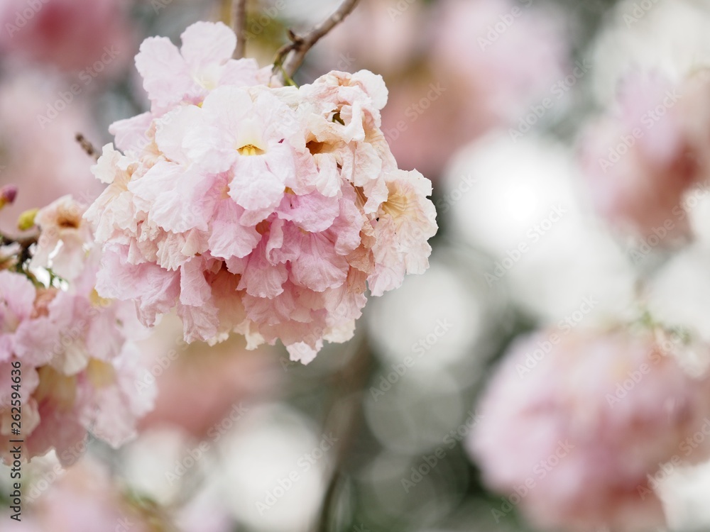 Fototapeta premium Pink trumpet tree is a flower with light pink to medium white, yellow flowers. Into a bunch of bunches at the end of the branch Has a scientific name: Tabebuia rosea