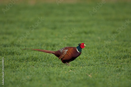 Wallpaper Mural common pheasant, phasianus colchicus Torontodigital.ca