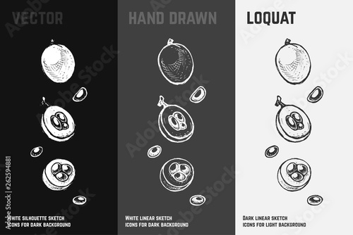 Hand drawn loquat. Fruits sketch vector set