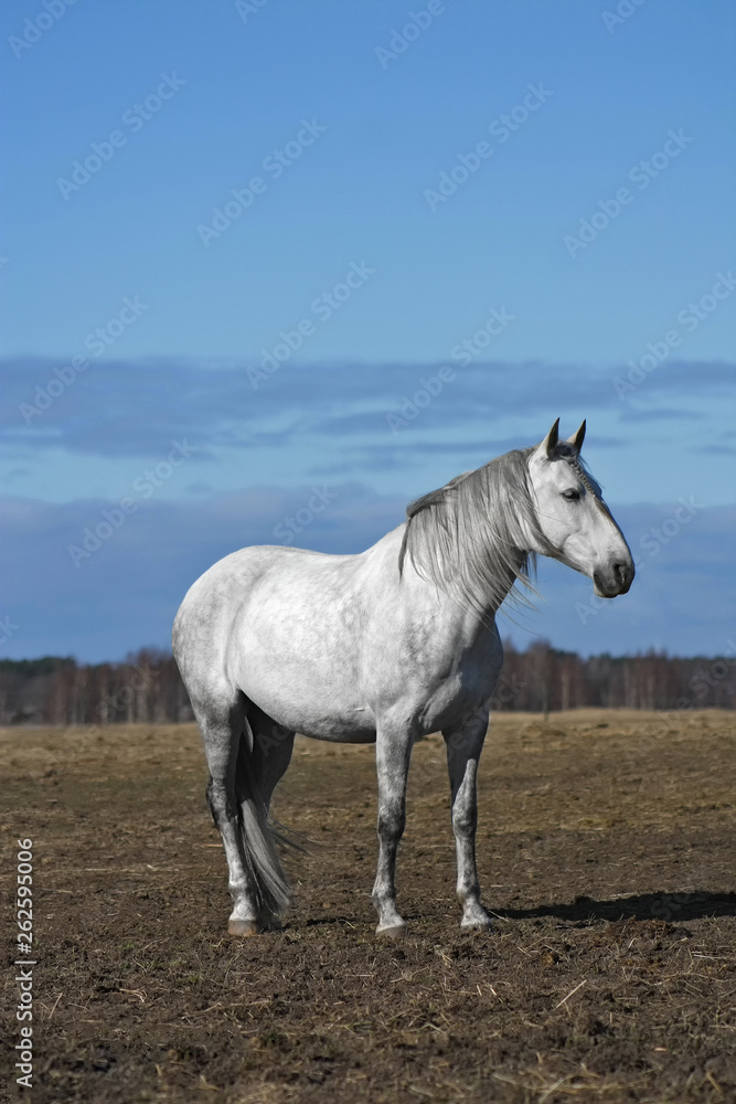 White andalusian horse standing in the field in spring. White andalusian horse standing in the field in spring.