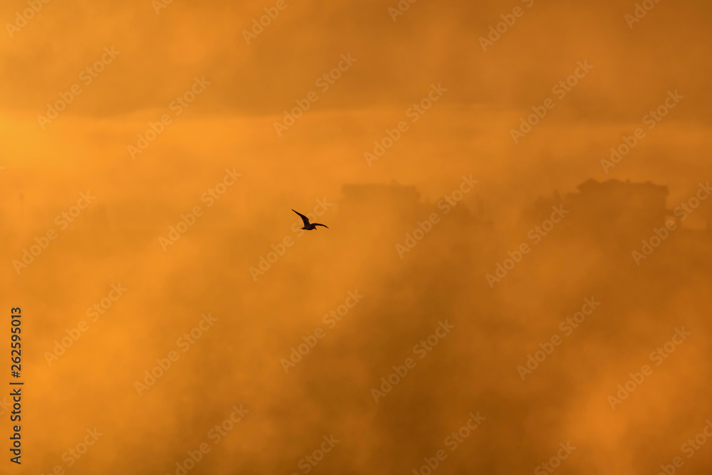 Flying bird. Bird silhouette. Warm color nature background. Flying bird. Bird silhouette. Warm color nature background.