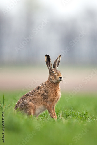 European hare, lepus europaeus