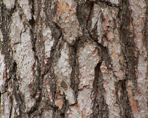 Obraz na płótnie Close up of pine tree (Pinus sylvestris) bark. w salonie