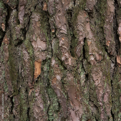 Close up of pine tree (Pinus sylvestris) bark covered in moss.