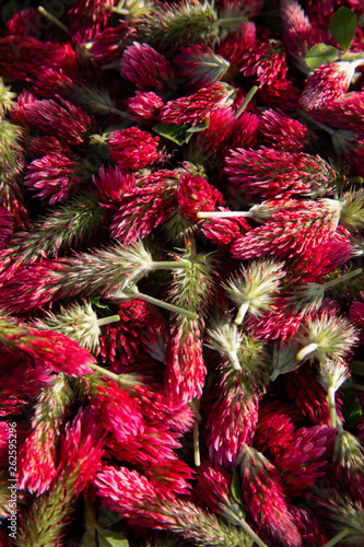 Red clover flowers
