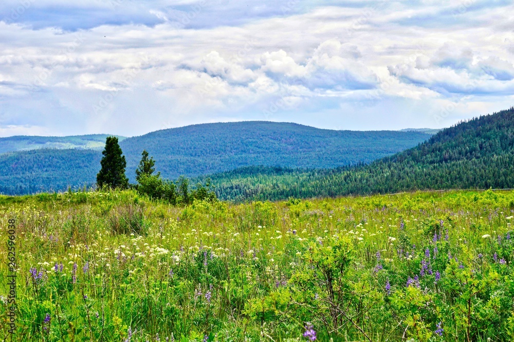 Fototapeta premium Spring wildflowers in meadow with hilly background