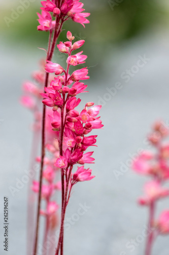 Heuchera sanguinea beautiful ornamental spring flowering plant, bright red flower in bloom photo