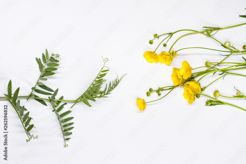 yellow flowers and pea sprouts on white background