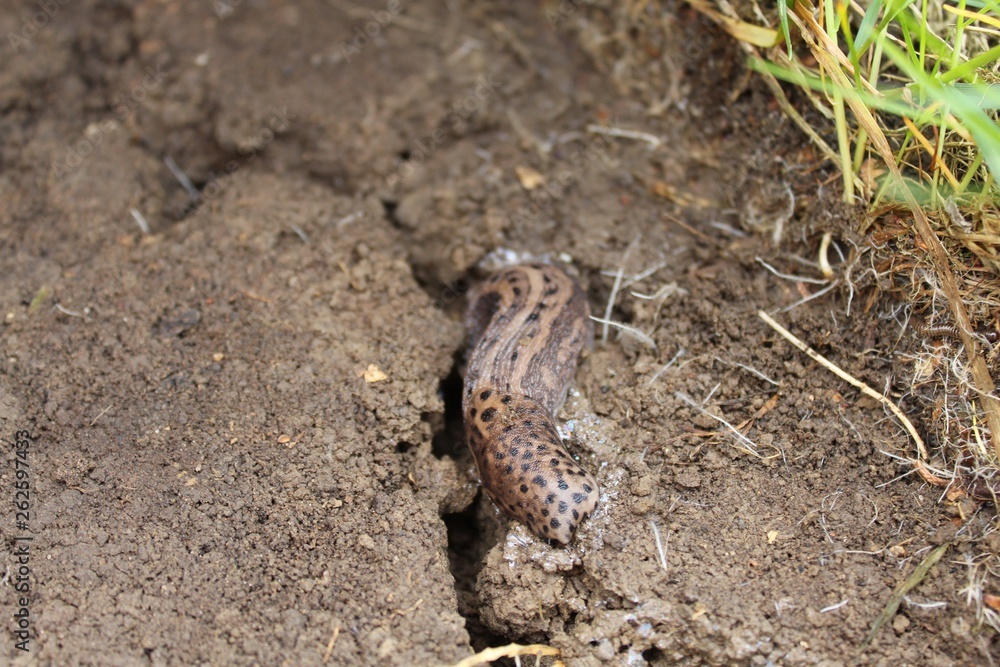 Naklejka premium Tigerschnegel