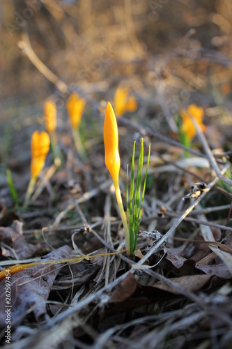 Crocus in the beginng of the spring