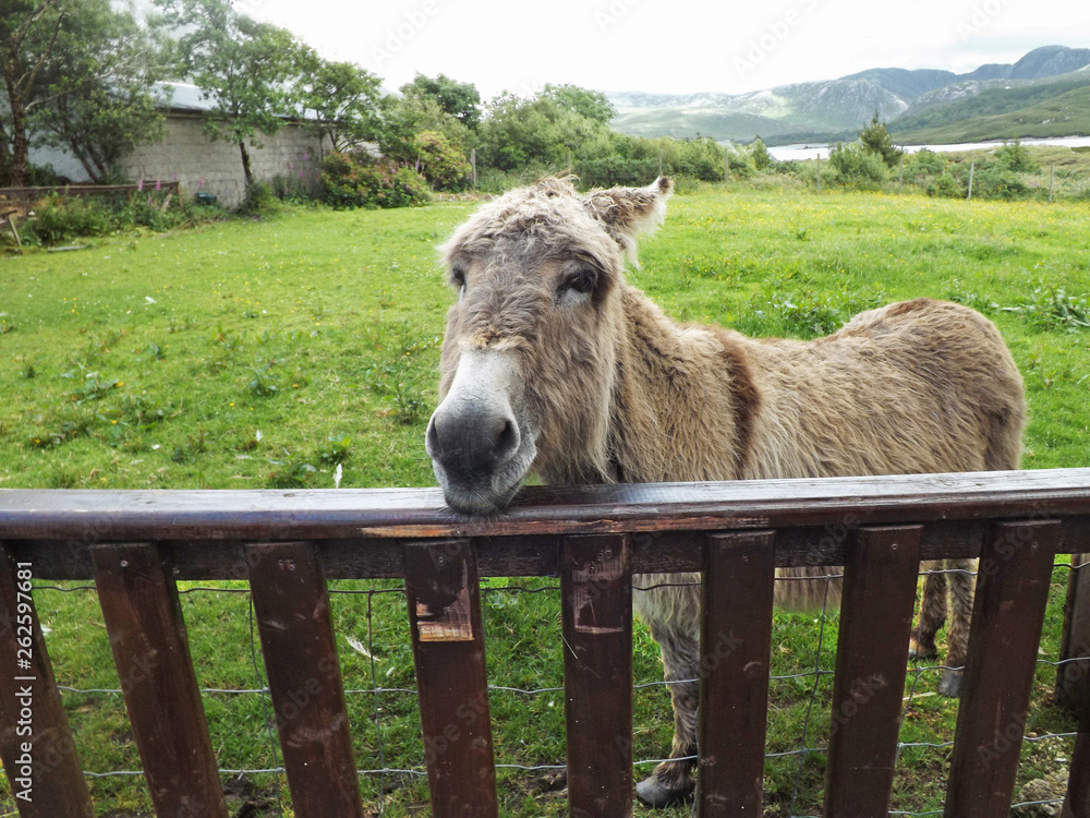 Donkey looking over wooden fence