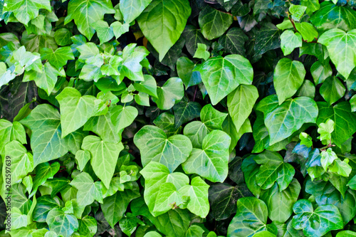 Green leaves pattern background.