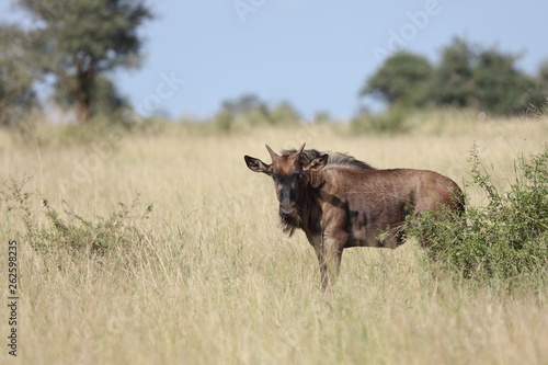 Streifengnu   Blue Wildebeest   Connochaetes taurinus..