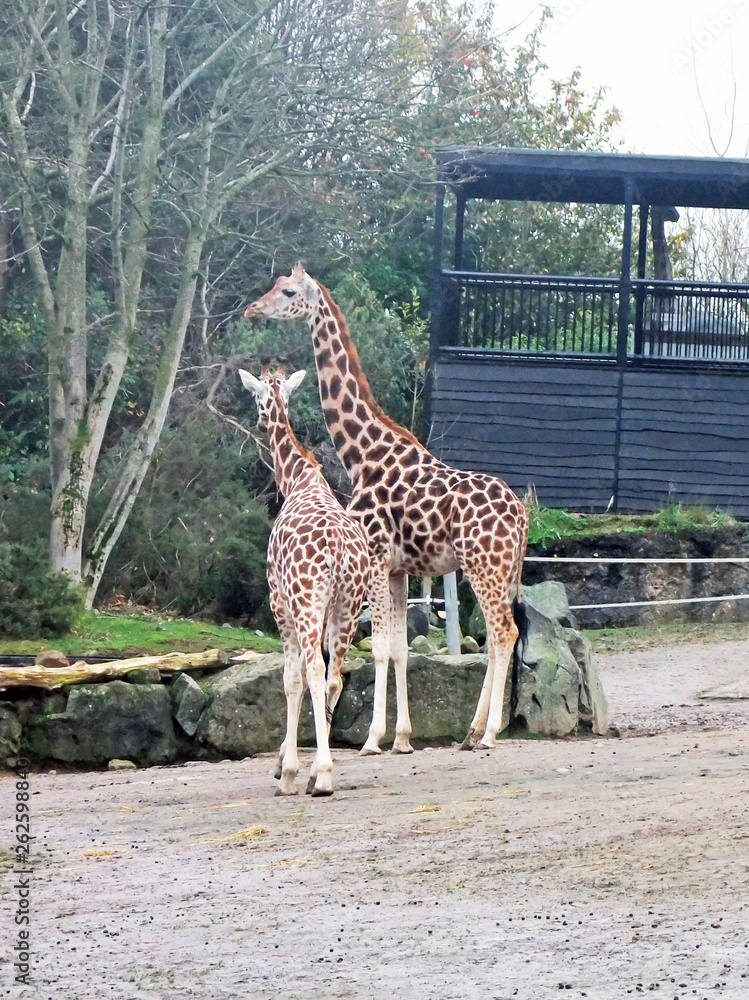 Giraffe in Belfast zoo Co Antrim Northern Ireland Giraffe in Belfast zoo Co Antrim Northern Ireland