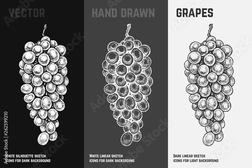 Hand drawn grapes. Engraved sketch vector design