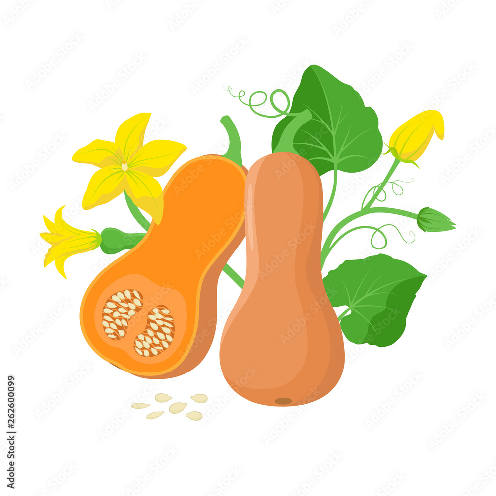 Orange pumpkin vegetable with green leaves, yellow blossoms and pumpkin ...