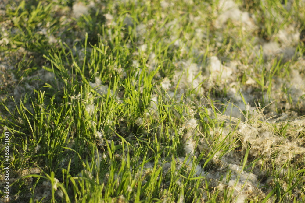 nature and grass nature and grass