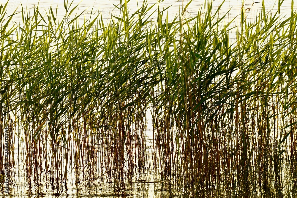 Fototapeta premium reeds in the water
