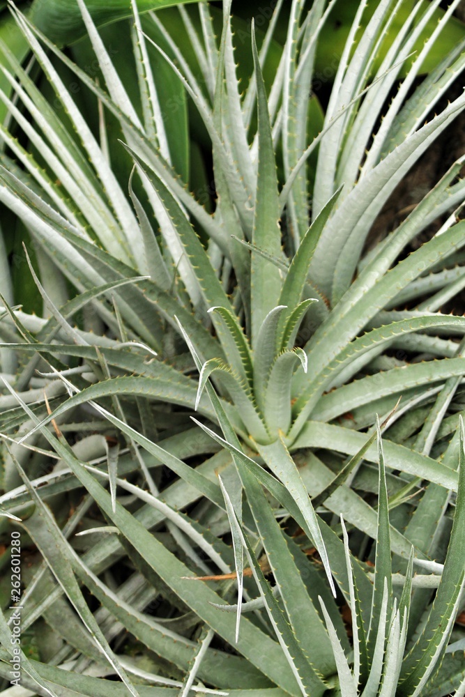 Obraz premium Aloe Arborescens in the garden