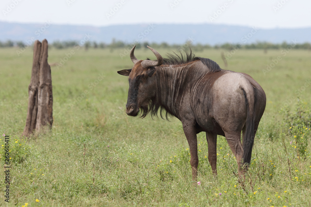 Streifengnu / Blue wildebeest / Connochaetes taurinus Streifengnu / Blue wildebeest / Connochaetes taurinus