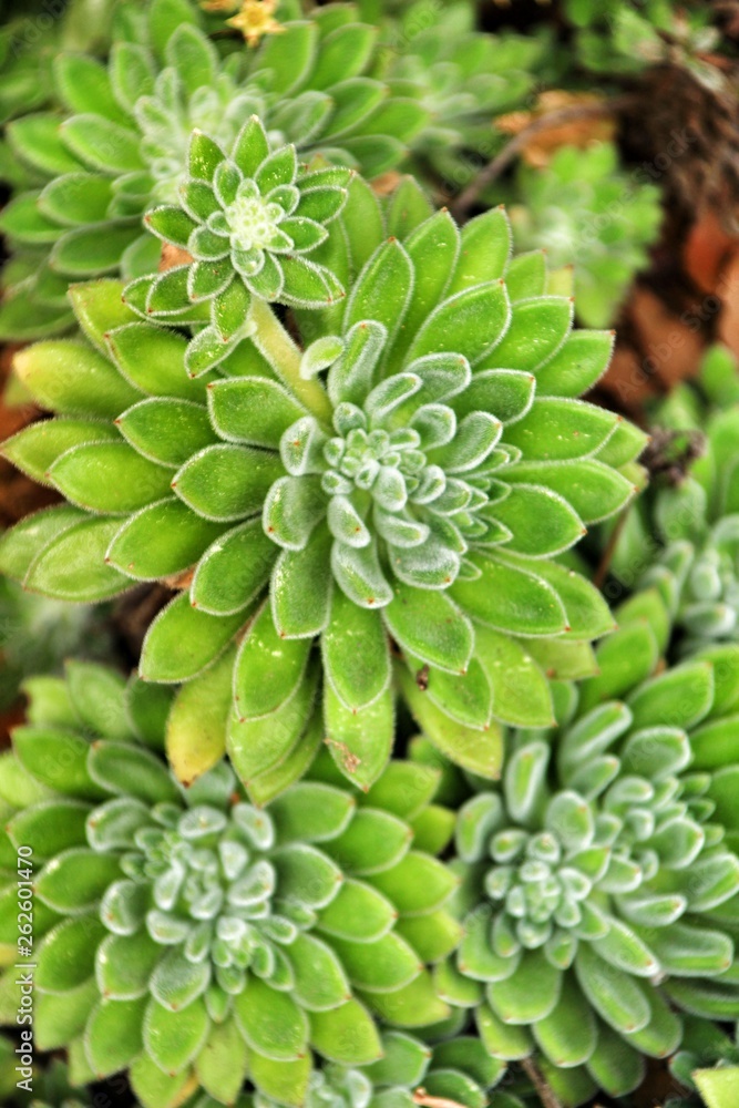 Echeveria Setosa in the garden Echeveria Setosa in the garden