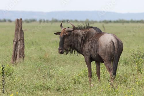 Fototapeta Naklejka Na Ścianę i Meble -  Streifengnu / Blue wildebeest / Connochaetes taurinus