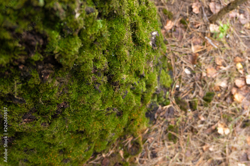 moss on the tree moss on the tree