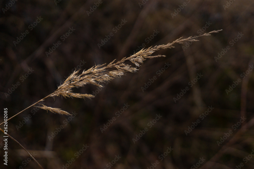Fototapeta premium spike in the field close-up