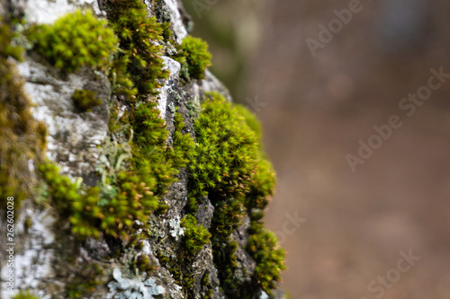 moss on the tree