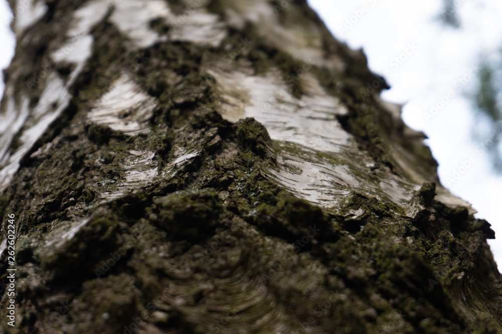 the trunk of the tree, birch the trunk of the tree, birch