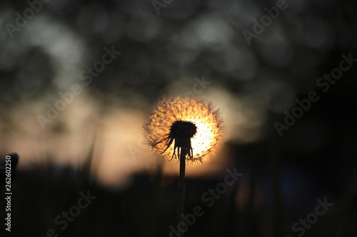 dandelion on a background of sky