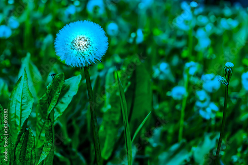 Fototapeta Naklejka Na Ścianę i Meble -  bright dandelion in abstract blue uncultivated countryside field