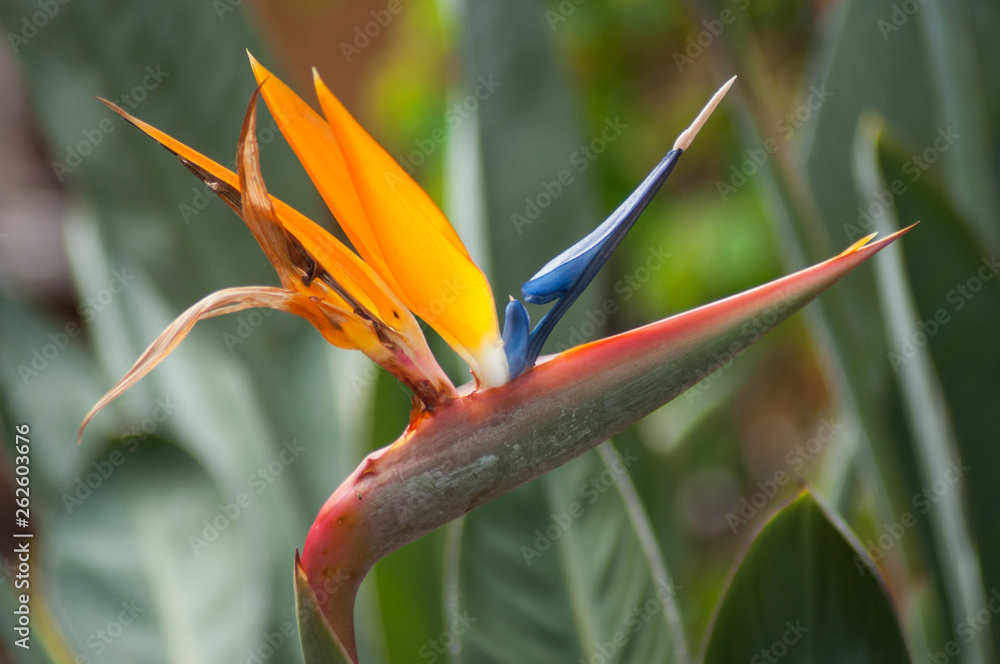 closeup of paradise bird flower in a tropical garden closeup of paradise bird flower in a tropical garden