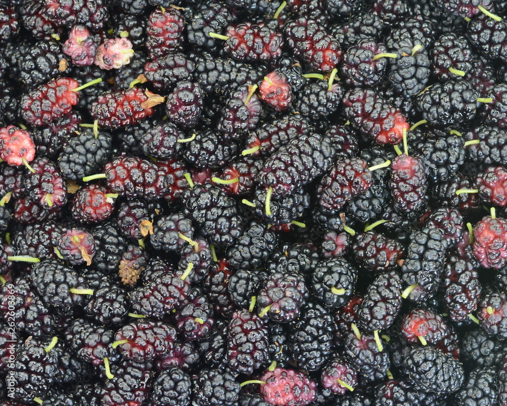 Ripe mulberries background. Mulberry - Morus - healthy fruit close up background. Ripe mulberries background. Mulberry - Morus - healthy fruit close up background.